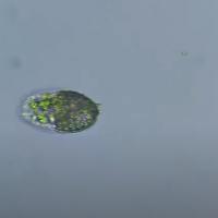 Nile Tilapia Parasite project thumbnail