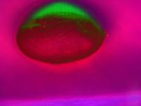 Potato_defects project thumbnail