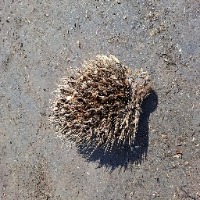 Palm Oil Fruit Object Detection project thumbnail