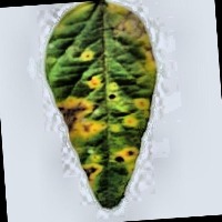 Soybean_diseases project thumbnail