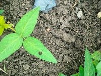 Soybean_diseases_classification project thumbnail