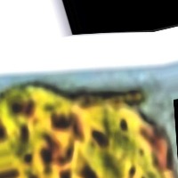 six_diseases project thumbnail