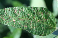three_disease project thumbnail