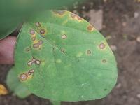 Soybean leaf disease project thumbnail