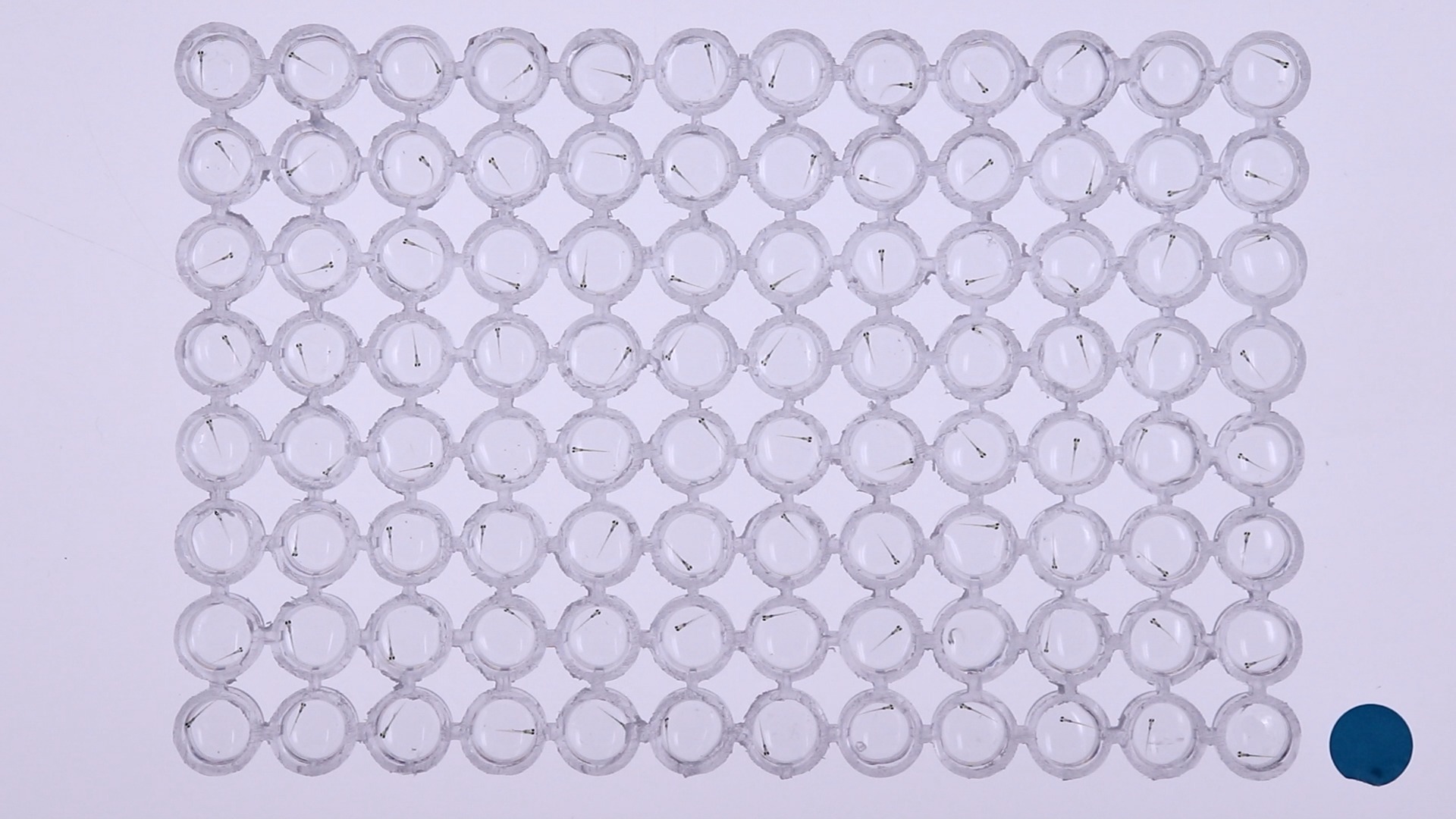 Zebrafish detection Object Detection Dataset and Pre-Trained Model by