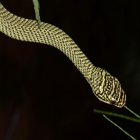 Asia Spesies Snake project thumbnail