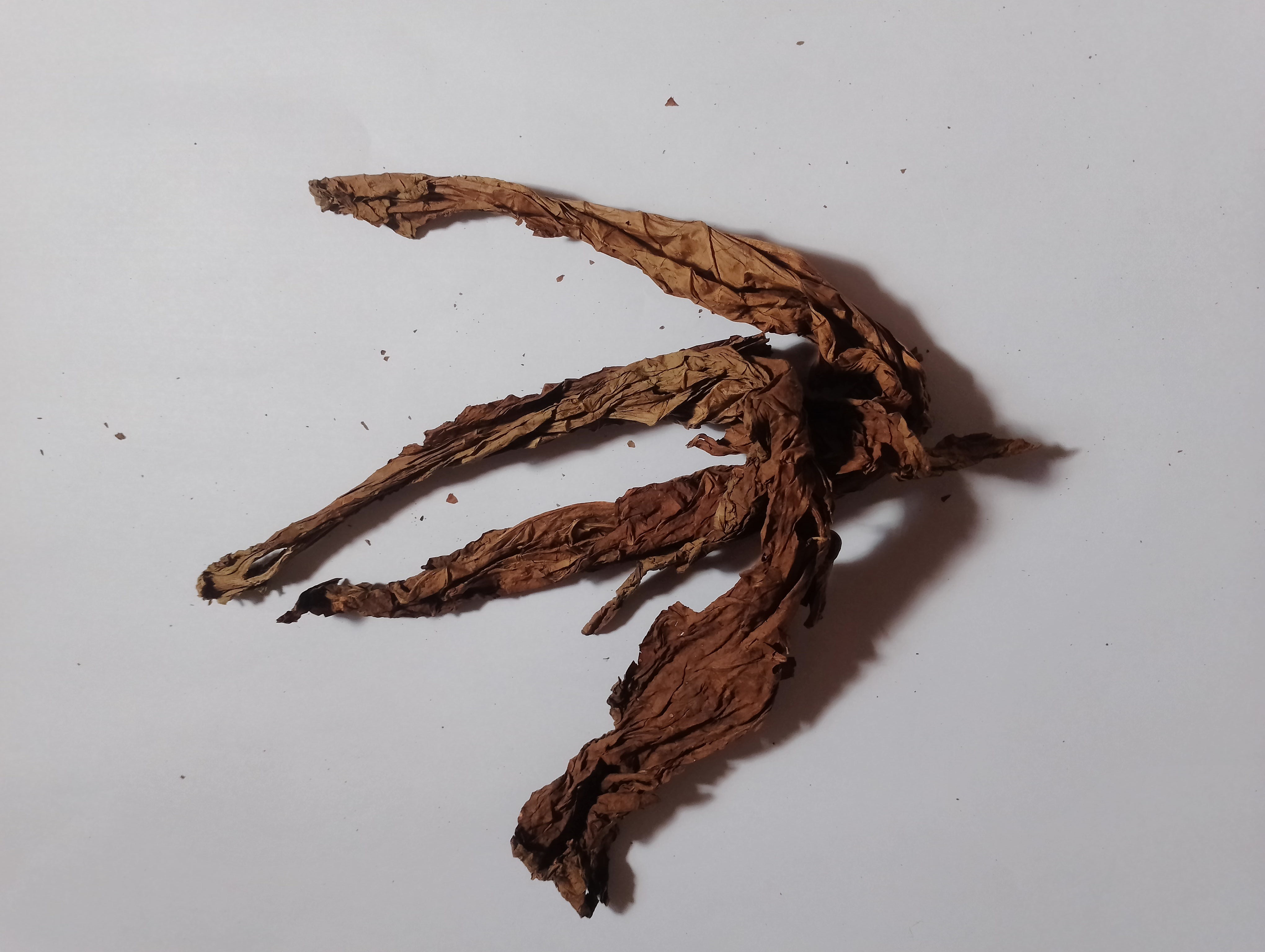 Tobacco Grader Object Detection Model by Tobacco grades