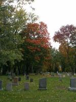 Tree detection project thumbnail