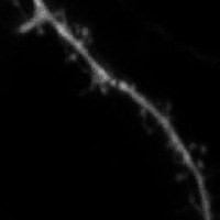 Dendritic2 project thumbnail