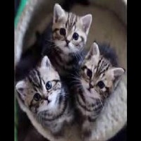 Cats project thumbnail