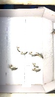 Caranhas - 35 frames project thumbnail