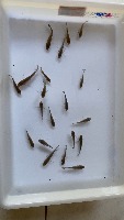 fish 20/4,5 project thumbnail