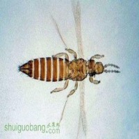 thrips project thumbnail