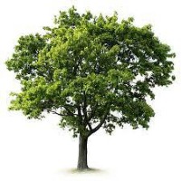 Tree project thumbnail