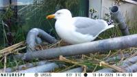 Seagull Project project thumbnail