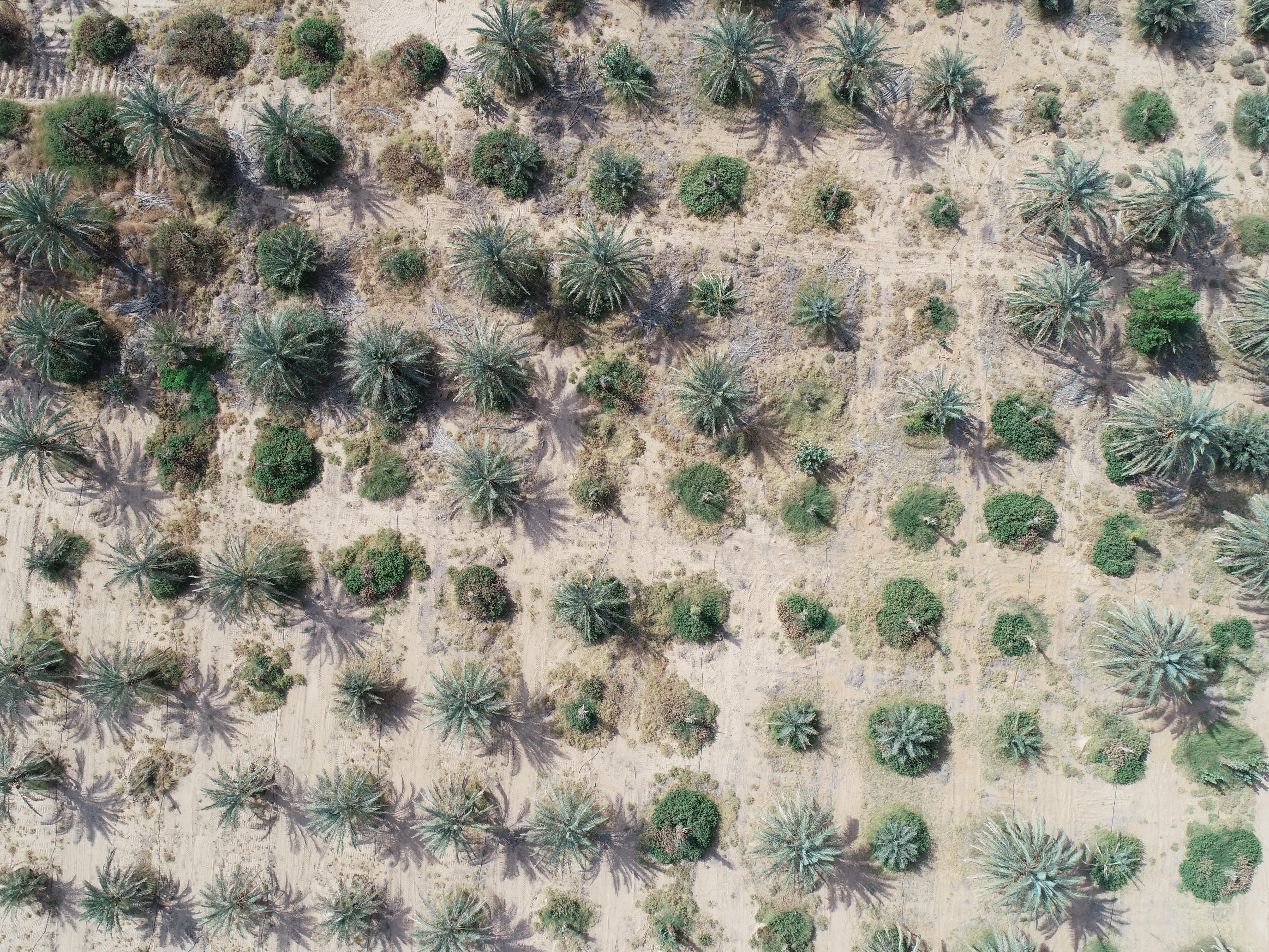 Palm tree detection Object Detection Dataset by PALM TREE DETECTION