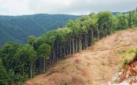 Deforestation Dataset project thumbnail