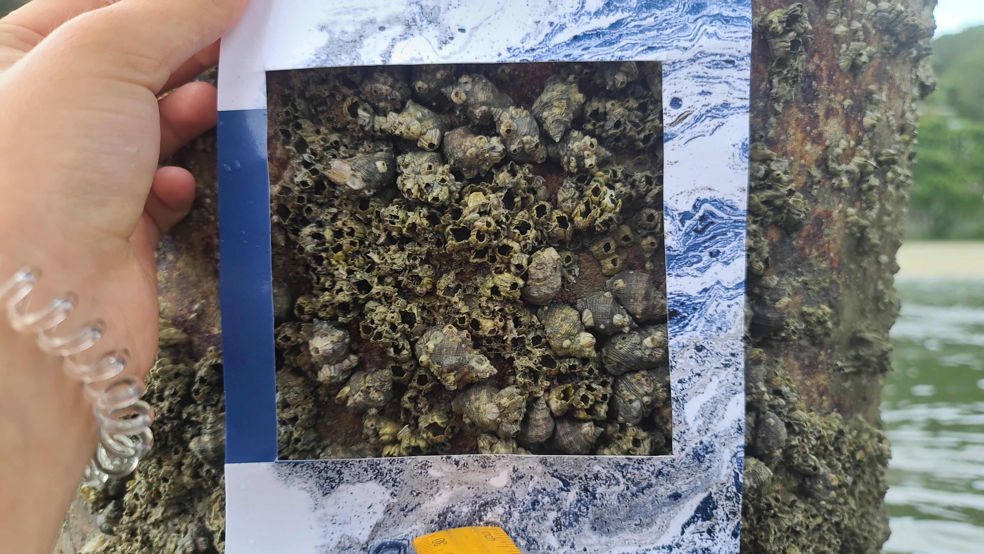 Object Show Barnacle Barnacle population Object Detection Model by keele university