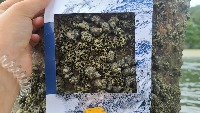 Barnacle population project thumbnail