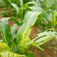 fall armyworm Object Detection Dataset by Fall Armyworm