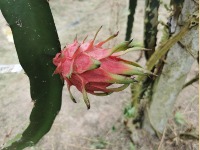 pitaya project thumbnail