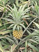 pineapple project thumbnail