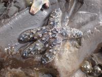 Sea Star project thumbnail