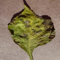 paperbell leaf disease detection project thumbnail