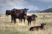 calf_mom project thumbnail