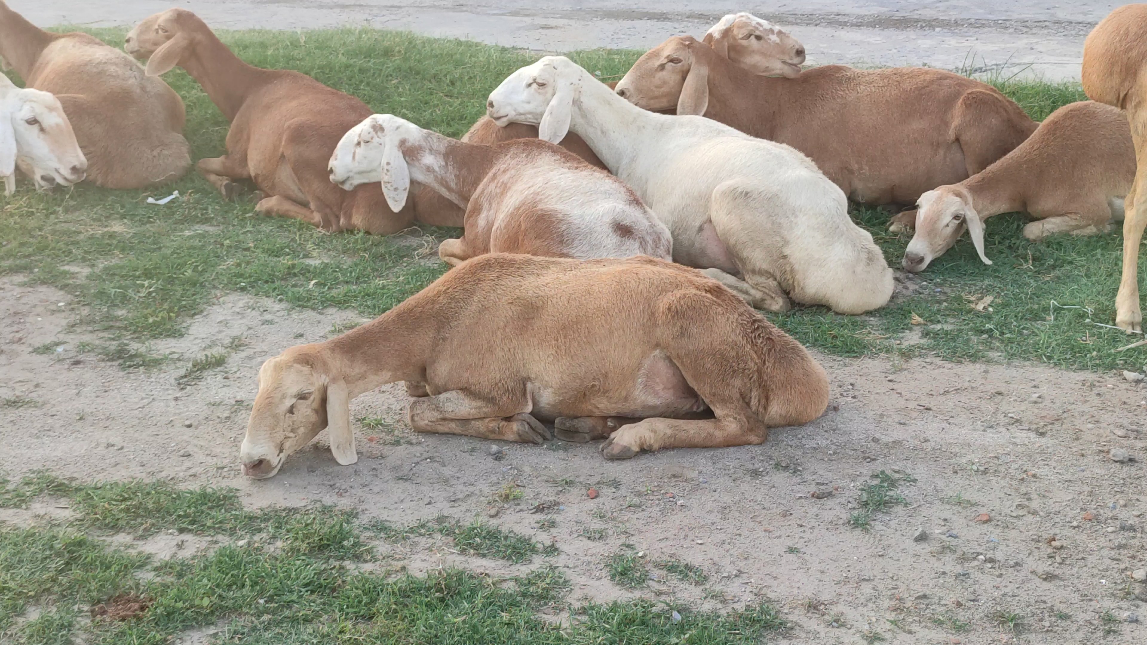 sheep-behavior-classification Object Detection Dataset by sheeppose