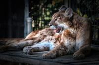 Cougar project thumbnail