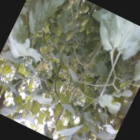 Dataset Image
