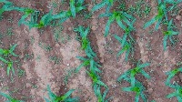maize_weed_detection project thumbnail