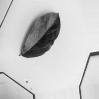 leaf_avocado project thumbnail