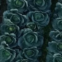 Cabbage Track and Count 3.0 project thumbnail