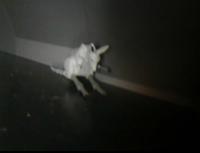 Animals in IR  project thumbnail