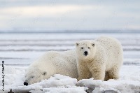 Polar bear project thumbnail