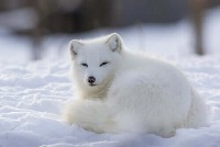 Artic Fox project thumbnail
