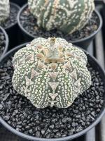 cactus project thumbnail