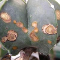 Cactus Disease project thumbnail