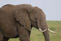 My Elephants project thumbnail