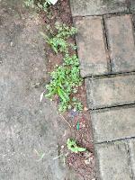 Rumput  project thumbnail