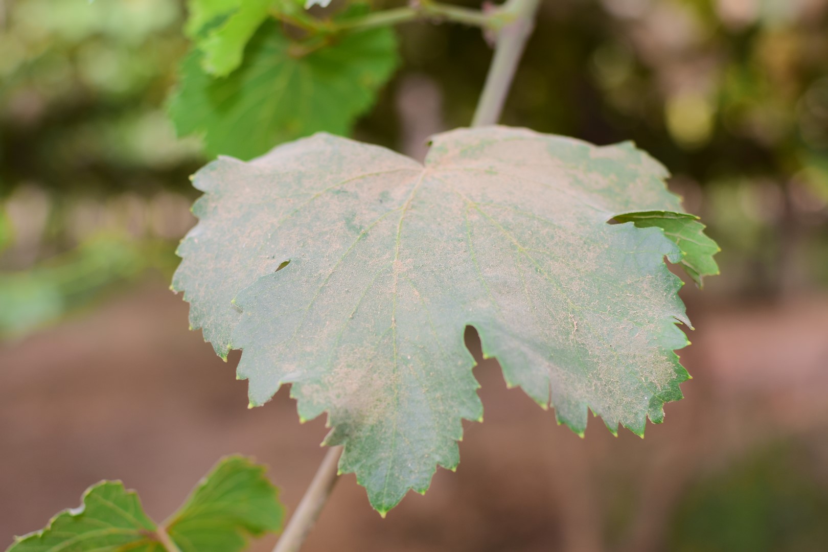 Grapes classification classification dataset and pre trained model by