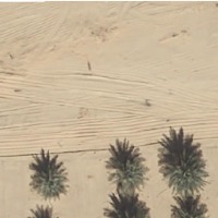 tree project thumbnail