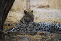 leopard project thumbnail