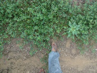 Weeds among cotton project thumbnail