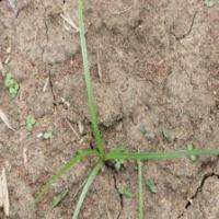 grass project thumbnail