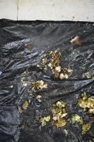 feces segmentation project thumbnail