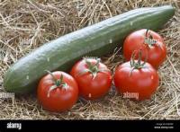 tomato and cucumber seg project thumbnail
