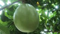 CalabashMaskRCNN project thumbnail